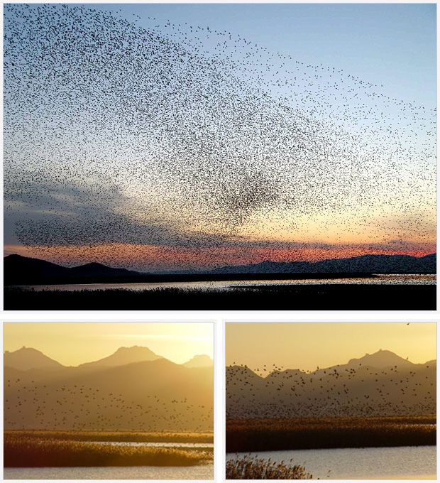 고창철새도래지